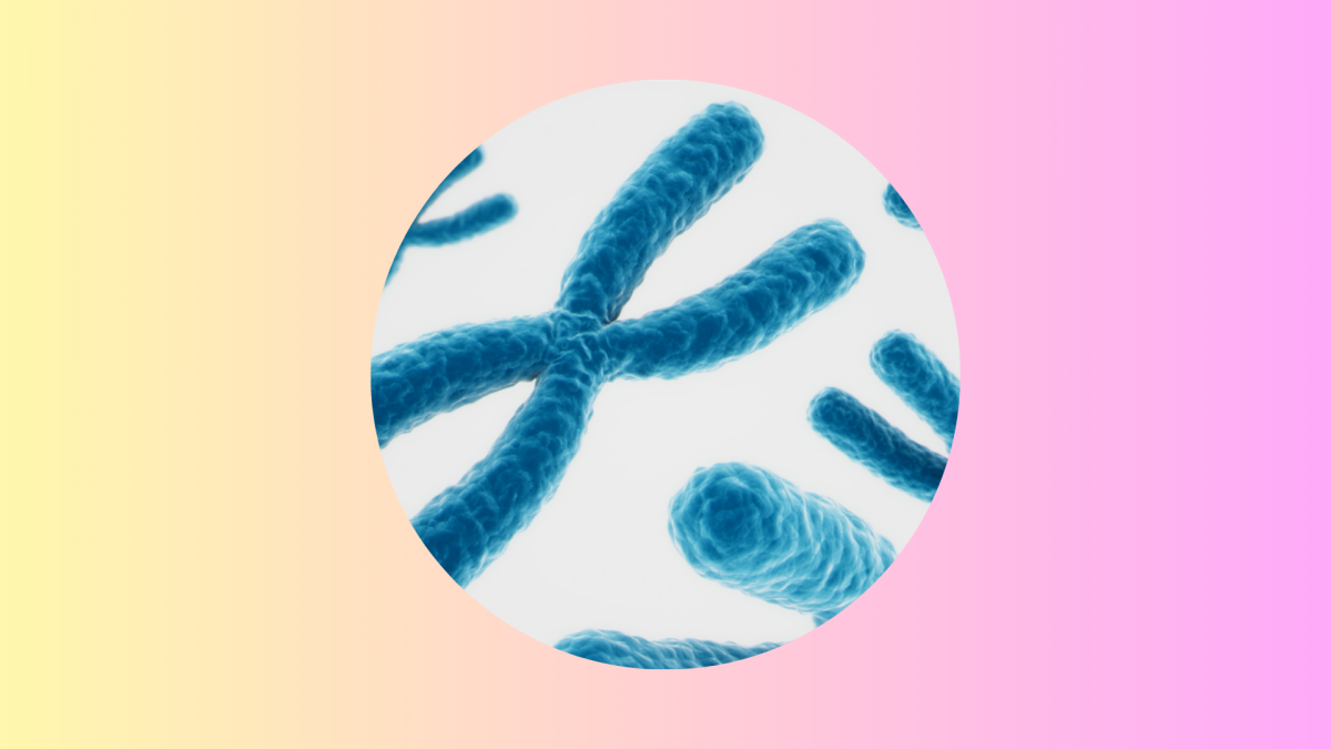 What is Telomere
